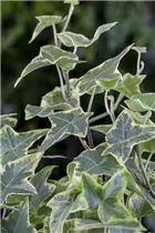 Hedera helix, grün-weiß - Hedera helix, grün-weiß