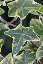 Hedera helix, grün-weiß - Hedera helix, grün-weiß