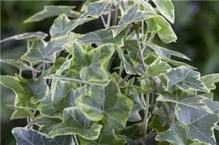 Hedera helix, grün-weiß - Hedera helix, grün-weiß