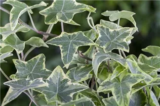 Hedera helix, grün-weiß - Hedera helix, grün-weiß