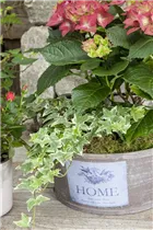 Hedera helix, grün-weiß - Hedera helix, grün-weiß