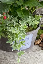 Hedera helix, grün-weiß - Hedera helix, grün-weiß