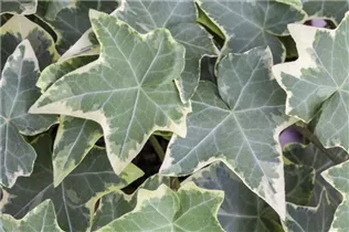 Hedera helix, grün-weiß - Hedera helix, grün-weiß