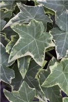 Hedera helix, grün-weiß - Hedera helix, grün-weiß