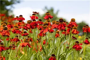 Helenium autumnale - Herbst-Sonnenbraut Helenium autumnale - Herbst-Sonnenbraut