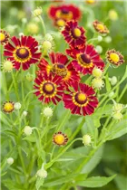 Helenium - Sonnenbraut