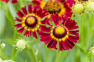Helenium - Sonnenbraut