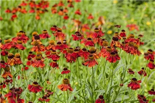 Helenium - Sonnenbraut