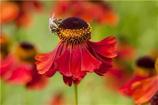 Helenium autumnale - Herbst-Sonnenbraut Helenium autumnale - Herbst-Sonnenbraut