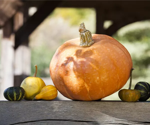 - Kürbisernte  - Kürbisernte