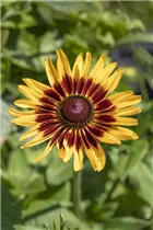 Helenium - Sonnenbraut