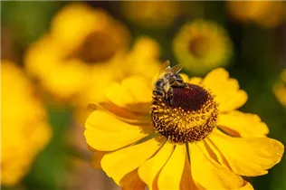 Helenium - Sonnenbraut