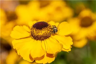 Helenium - Sonnenbraut