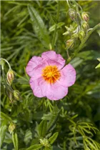 Helianthemum cultorum - Garten-Sonnenröschen