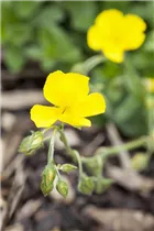 Helianthemum cultorum 'Golden Queen' - Garten-Sonnenröschen 'Golden Queen'