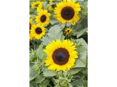 Helianthus annuus 'Chianti F1' - Sonnenblume 'Chianti F1' Helianthus annuus 'Chianti F1' - Sonnenblume 'Chianti F1'