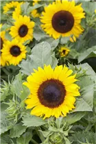 Helianthus annuus 'Chianti F1' - Sonnenblume 'Chianti F1' Helianthus annuus 'Chianti F1' - Sonnenblume 'Chianti F1'