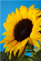 Helianthus annuus - Sonnenblume Helianthus annuus - Sonnenblume