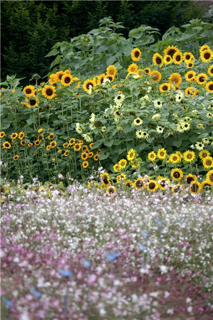 Sommer-Sonnenblumen Gartenflagge 30,5x45,7 Cm – Doppelseitig, Wetterfest, Für Garten & Balkon