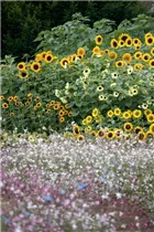 Helianthus annuus - Sonnenblume Helianthus annuus - Sonnenblume