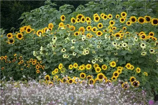 Helianthus annuus - Sonnenblume Helianthus annuus - Sonnenblume