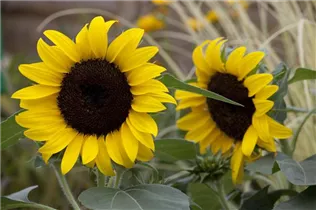 Helianthus annuus - Sonnenblume Helianthus annuus - Sonnenblume