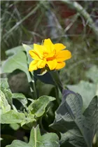 Helianthus annuus - Sonnenblume Helianthus annuus - Sonnenblume