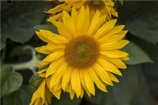Helianthus annuus - Sonnenblume Helianthus annuus - Sonnenblume