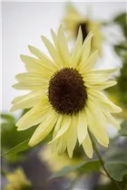 Helianthus annuus - Sonnenblume Helianthus annuus - Sonnenblume