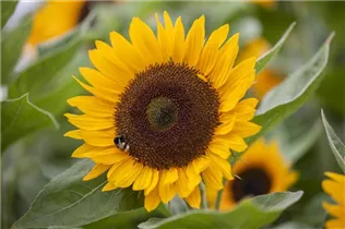 Helianthus annuus - Sonnenblume Helianthus annuus - Sonnenblume