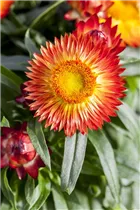Helichrysum bracteatum - Garten-Strohblume Helichrysum bracteatum - Garten-Strohblume