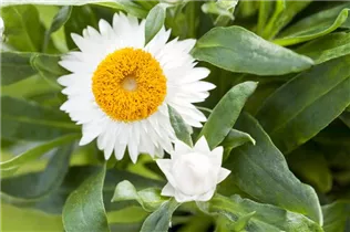 Helichrysum bracteatum - Garten-Strohblume Helichrysum bracteatum - Garten-Strohblume