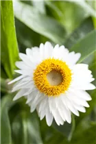 Helichrysum bracteatum - Garten-Strohblume Helichrysum bracteatum - Garten-Strohblume