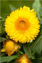 Helichrysum bracteatum - Garten-Strohblume Helichrysum bracteatum - Garten-Strohblume