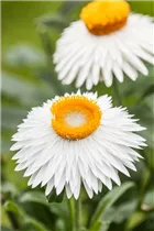 Helichrysum bracteatum - Garten-Strohblume Helichrysum bracteatum - Garten-Strohblume