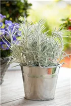 Helichrysum italicum - Currykraut