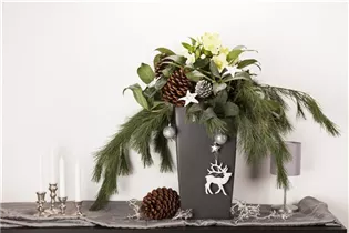 Helleborus niger - Christrose