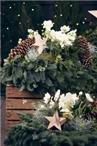 Helleborus niger - Christrose