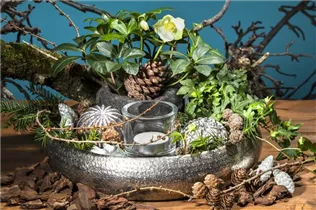 Helleborus niger - Christrose