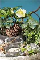 Helleborus niger - Christrose