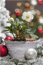 Helleborus niger - Christrose