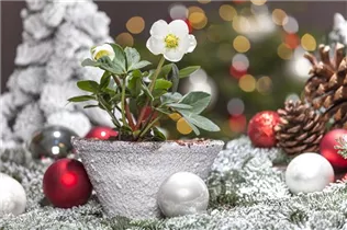 Helleborus niger - Christrose