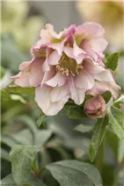 Helleborus orientalis 'Ballard' - Orientalische Nieswurz 'Ballard'