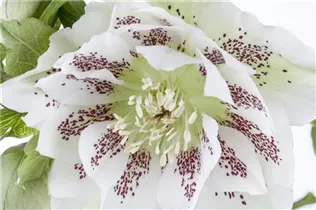 Helleborus orientalis 'Ballard' - Orientalische Nieswurz 'Ballard'