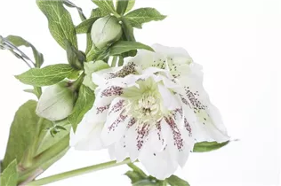 Helleborus orientalis 'Ballard' - Orientalische Nieswurz 'Ballard'