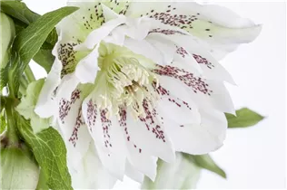 Helleborus orientalis 'Ballard' - Orientalische Nieswurz 'Ballard'