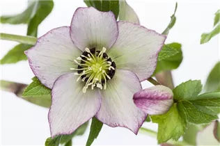 Helleborus orientalis 'Ballard' - Orientalische Nieswurz 'Ballard'