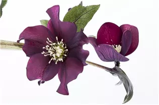 Helleborus orientalis 'Ballard' - Orientalische Nieswurz 'Ballard'