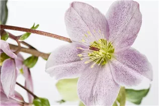 Helleborus orientalis 'Ballard' - Orientalische Nieswurz 'Ballard'