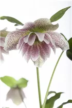 Helleborus orientalis 'Ballard' - Orientalische Nieswurz 'Ballard'